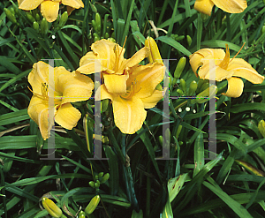 Picture of Hemerocallis  'Viracocha'