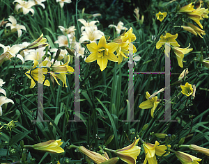 Picture of Hemerocallis  'Yellow Rain'