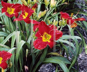 Picture of Hemerocallis  'Red Joy'