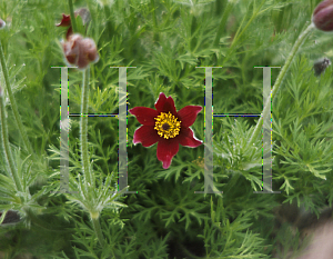 Picture of Pulsatilla vulgaris 'Rote Glocke'