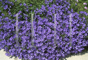 Picture of Campanula  'Birch Hybrid'