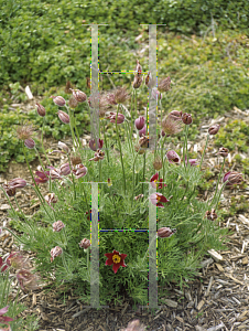 Picture of Pulsatilla vulgaris 'Rote Glocke'