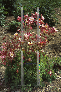 Picture of Aquilegia caerulea 'Red Hobbit'