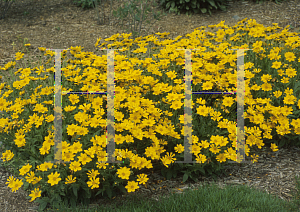 Picture of Coreopsis auriculata 'Zamphir'
