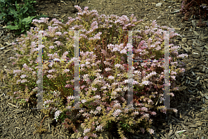 Picture of Sedum pulchellum 