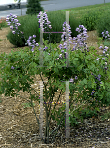 Picture of Baptisia  'Purple Smoke'