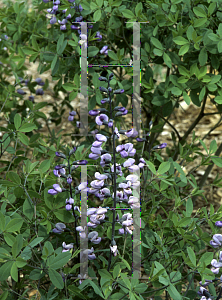 Picture of Baptisia  'Purple Smoke'