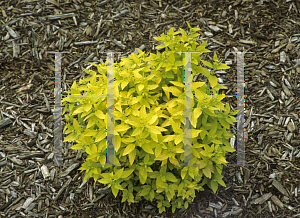 Picture of Spiraea japonica 'White Gold'