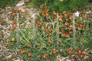 Picture of Anthyllis vulneraria ssp. coccinea 