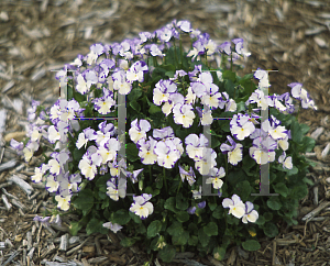 Picture of Viola  'Rebecca'