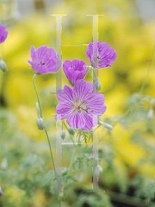 Picture of Geranium  'Silver Sugar Plum'