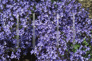 Picture of Campanula poscharskyana 'Blue Waterfall'