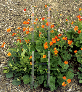 Picture of Geum coccineum 'Borisii'