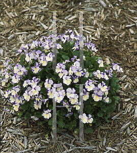 Picture of Viola  'Rebecca'