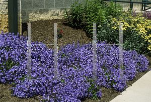 Picture of Campanula poscharskyana 'Blue Waterfall'