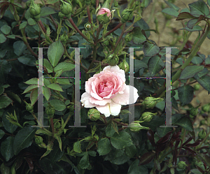 Picture of Rosa  'Bonica'