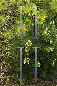 Picture of Pulsatilla vulgaris 'Alba'