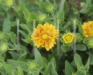 Picture of Gaillardia x grandiflora 'Summer's Kiss'