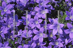 Picture of Campanula  'Birch Hybrid'