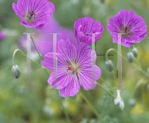 Picture of Geranium  'Silver Sugar Plum'