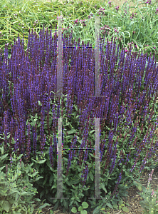 Picture of Salvia nemorosa 'Caradonna'