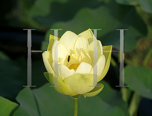 Picture of Nelumbo nucifera 'Alba'