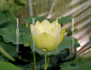 Picture of Nelumbo nucifera 'Alba'