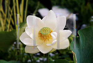 Picture of Nelumbo nucifera 'Alba'