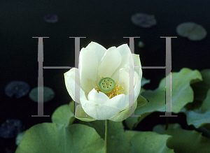 Picture of Nelumbo nucifera 'Asiatic White'