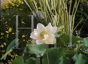 Picture of Nelumbo nucifera 'Alba'