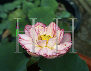 Picture of Nelumbo nucifera 'Ben Gibson'