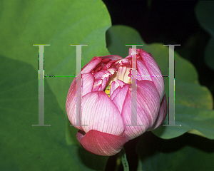 Picture of Nelumbo nucifera 'Ben Gibson'