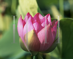 Picture of Nelumbo nucifera 'Charles Thomas'