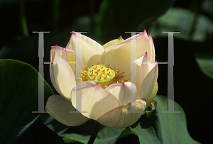 Picture of Nelumbo nucifera 'Chawan Basu'