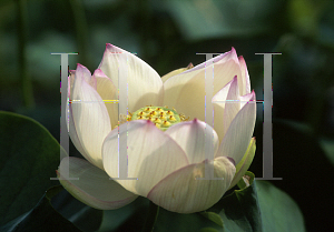 Picture of Nelumbo nucifera 'Chawan Basu'