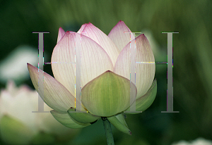 Picture of Nelumbo nucifera 'Chawan Basu'