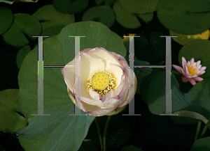 Picture of Nelumbo nucifera 'Chawan Basu'