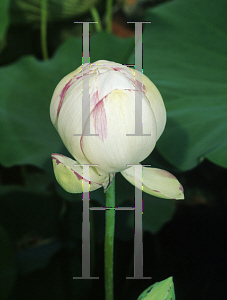 Picture of Nelumbo nucifera 'Empress'