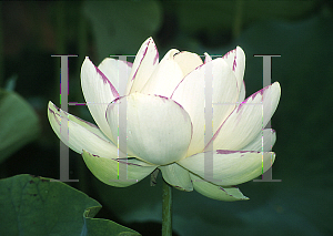 Picture of Nelumbo nucifera 'Empress'