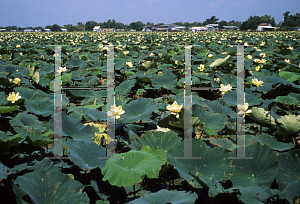 Picture of Nelumbo lutea 