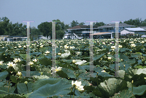 Picture of Nelumbo lutea 