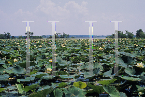 Picture of Nelumbo lutea 