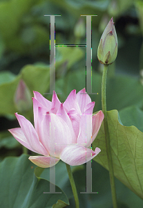 Picture of Nelumbo nucifera 'Maggie Belle Slocum'