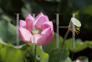 Picture of Nelumbo nucifera 'Maggie Belle Slocum'