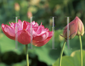 Picture of Nelumbo nucifera 'Momo Botan'