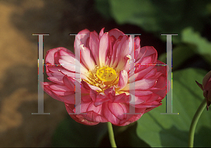 Picture of Nelumbo nucifera 'Momo Botan'