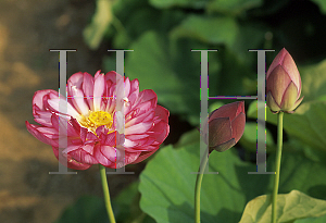 Picture of Nelumbo nucifera 'Momo Botan'