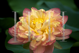 Picture of Nelumbo nucifera 'Mrs. Perry D. Slocum'