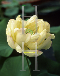 Picture of Nelumbo nucifera 'Mrs. Perry D. Slocum'