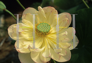 Picture of Nelumbo nucifera 'Mrs. Perry D. Slocum'